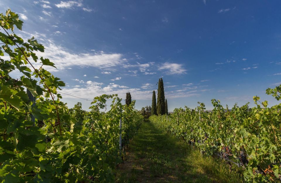 Valpolicella: Boutique Winery Tour and Tasting - Immersive Barrel Room Experience