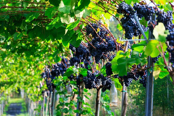 Vesterhave Vineyard and Wine Shop Visit - Organically Produced - Exploring Danish Wine Culture