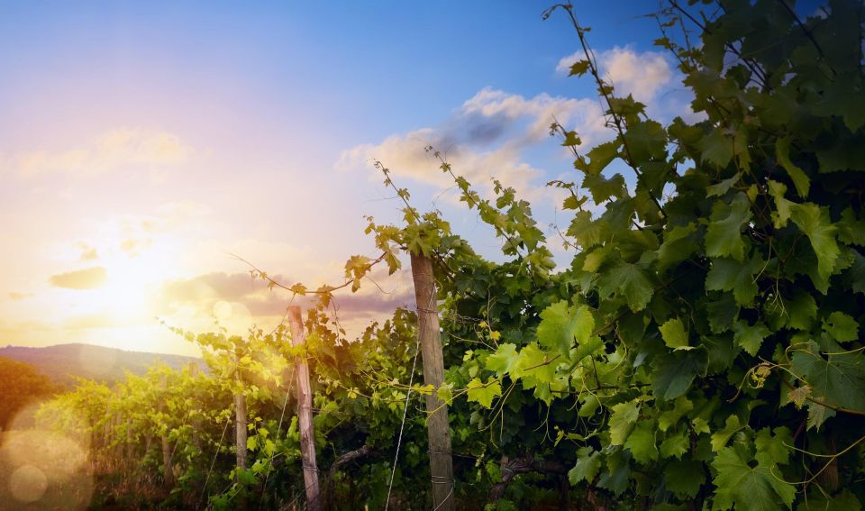 Vesuvius National Park: Winery Tour With Wine Tasting Lunch - Historic Winery in UNESCO Reserve