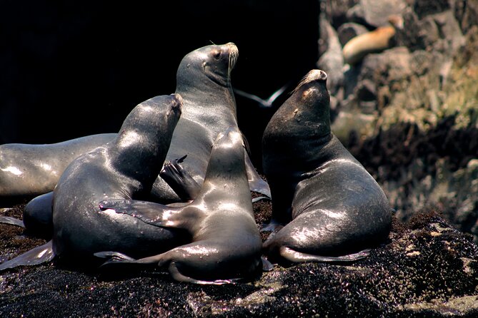 Visit the Sea Lions in Palomino Islands, in Lima Peru - Wildlife Encounters