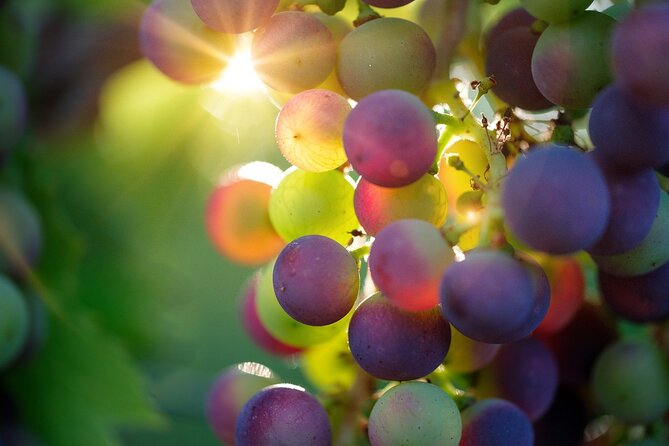 Visit to the Winery With Wine Tasting and Appetizers in Navarra - Meeting Point