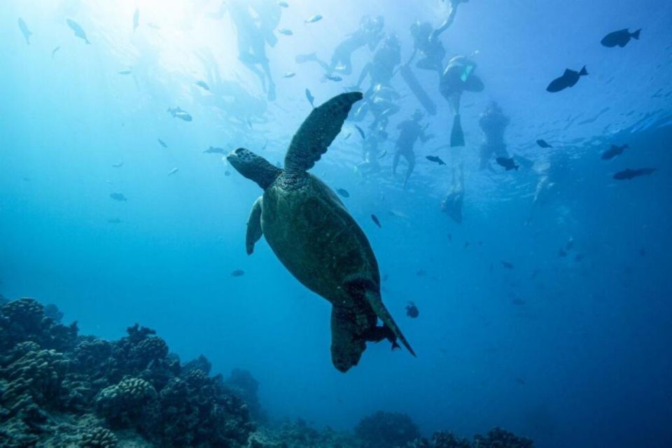 Waikiki: Snorkel Tour With Hawaiian Green Sea Turtles - Encounter Hawaiian Green Turtles