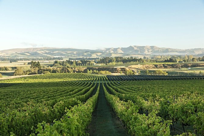 Waipara Wine Experience for 2 or More, Inc Tastings and Lunch - Highlights of the Experience