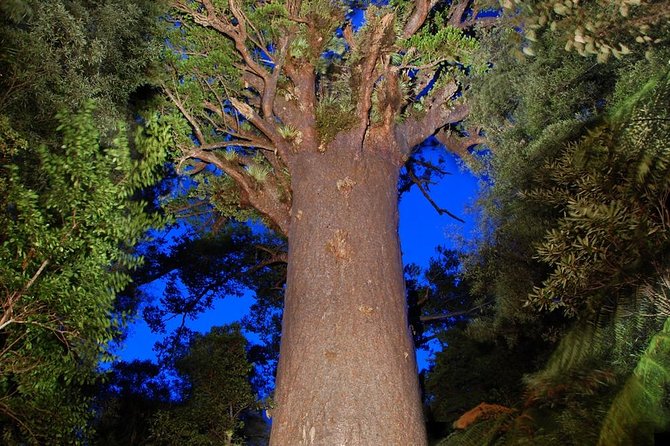 Waipoua Forest: Twilight Encounter - Maori Cultural Eco Night Tour - Cultural Significance of the Forest