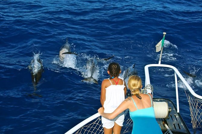 Waitukubuli Dolphin and Whale Watch in Dominica - Marine Life Sighting Rates