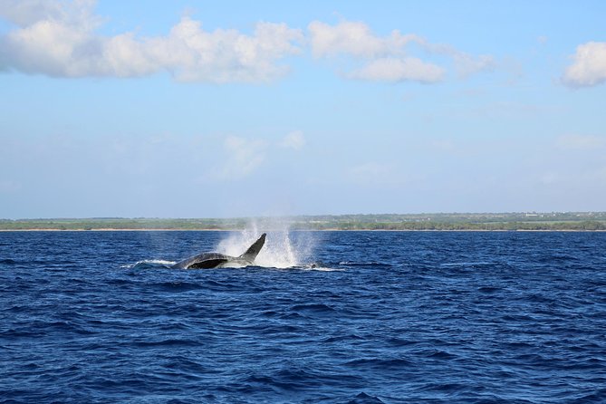 Wake Up With the Whales Cruise - Onboard Amenities