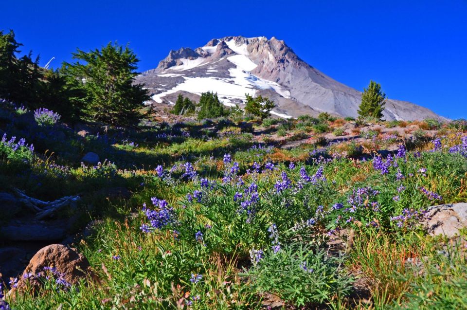 Waterfalls, Wine, and Timberline Tour - Inclusions