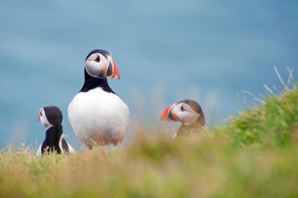 Westman Islands Day Tour From Reykjavik - Itinerary Highlights