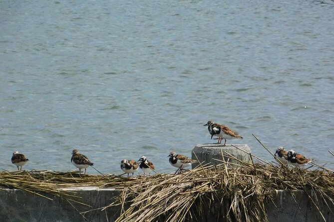 Wetlands Safari Cruise (Birding By Boat) - Location and Meeting Point