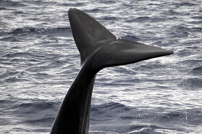 Whale and Dolphin Watching Tour - Funchal - Meeting Point and Departure