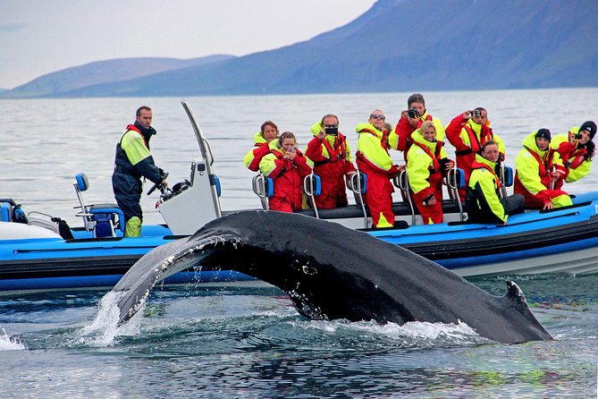 Whale Safari and Puffins RIB Boat Tour From Húsavík - Meeting Point and Pickup