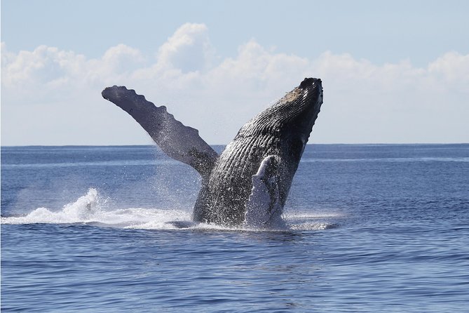 Whale Watch Cruise Aboard The Majestic by Atlantis Cruises - Marine Life Sightings