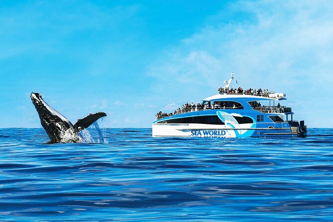 Whale Watching by Sea World Cruises - Best Time for Whale Watching