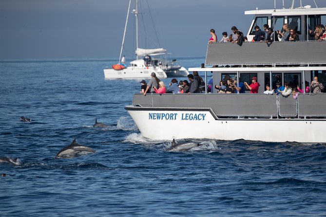 Whale-Watching Cruise From Newport Beach - Meeting Point and Logistics