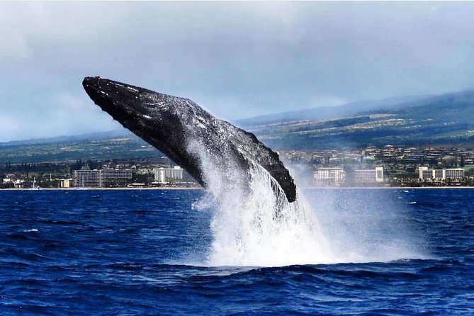 Whale Watching Cruise With Open Bar From Kaanapali Beach - Booking Information