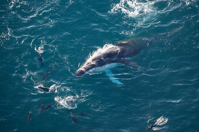 Whale Watching Flight in Kaikoura - Pricing Information