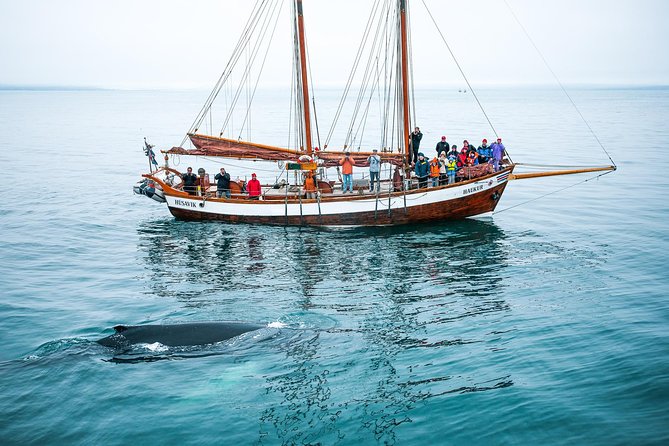 Whale Watching on a Traditional Oak Sailing Ship From Husavik - Narration and Whale Searching