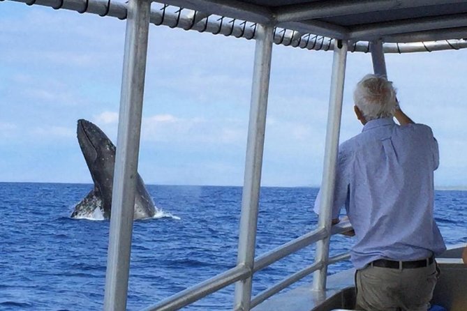 Whale Watching On The Big Island - Meeting Point and Logistics