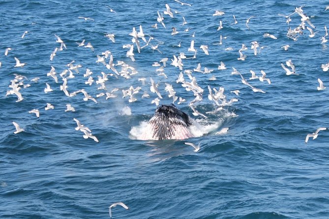 Whale Watching Tour With Professional Guide From Reykjavik - Meeting and Pickup