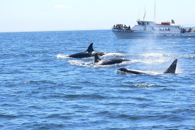 Whale Watching Tour - Wildlife Encounters