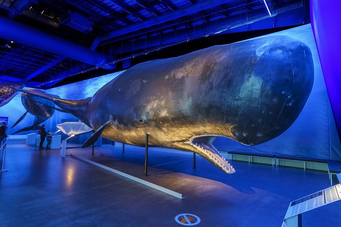 Whales Of Iceland Admission Ticket - Visitor Experience Insights