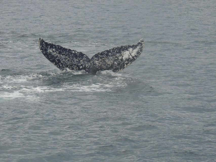 Whales, Penguins & Glaciers Navigation From Punta Arenas - Scenic Highlights