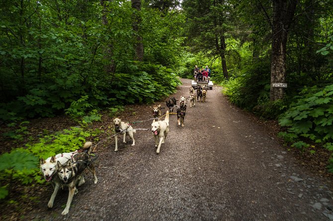 Wilderness Dog Sled Ride and Tour in Seward - Important Tour Logistics