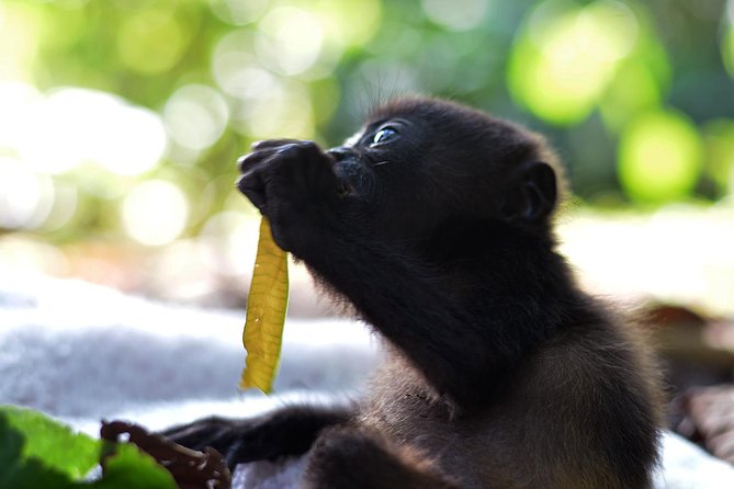 Wildlife Rescue Center Tour in Costa Rica - Inclusions of the Tour