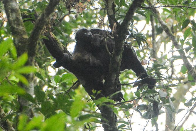 Wildlife Safari Float by Kayak in Peñas Blancas River From Arenal - Inclusions and Logistics