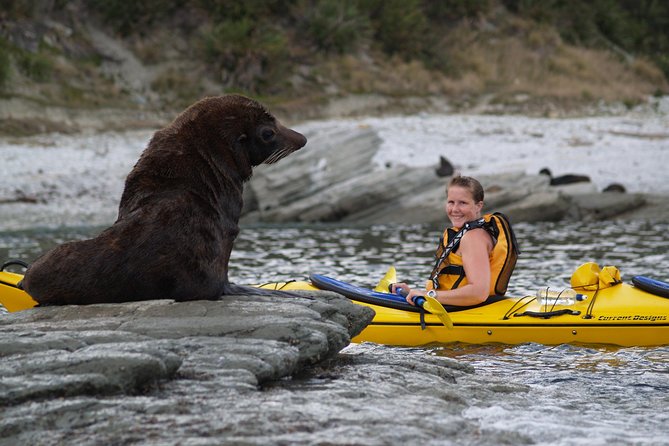 Wildlife Sea Kayaking Tour - Kaikoura - What to Expect