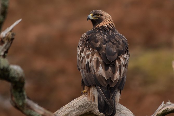 Wildlife Watching Safari by Vehicle & Walks / Photography Workshops With a Guide - Photography Workshop Highlights