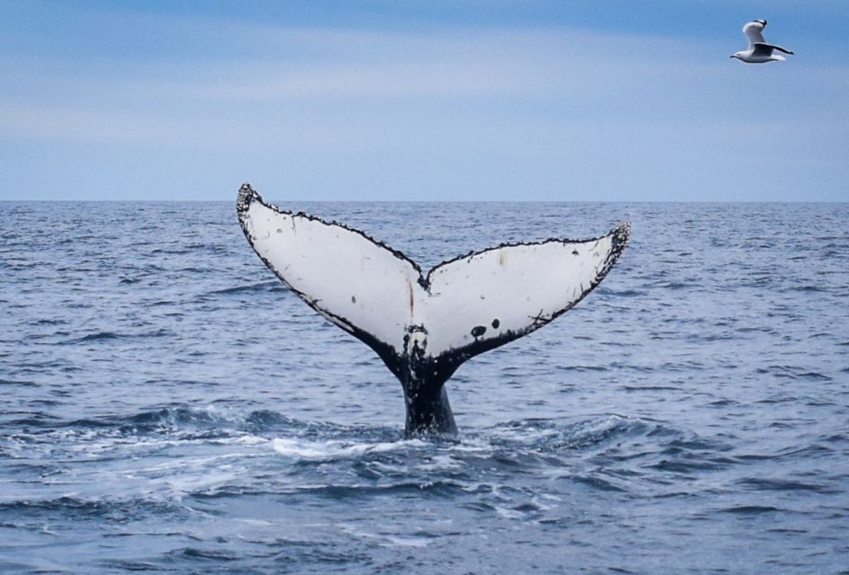 Wilsons Promontory: Whale Spotting Cruise With Lunch - Pricing Information