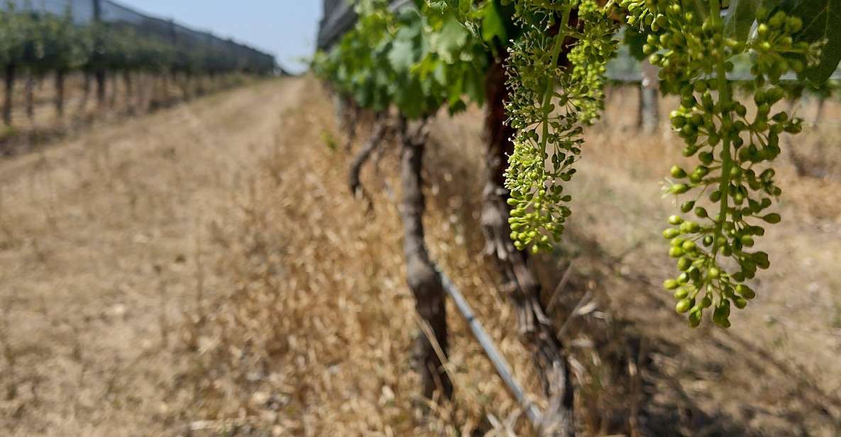 Wine Tour Córdoba - Itinerary Highlights