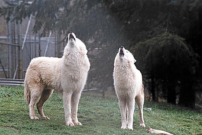 Wolf Experience - Tour Details and Itinerary