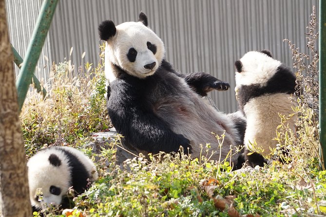 Wolong Panda Base Private Day Tour Optional Volunteering - Inclusions