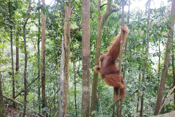 Wonderful 7 Days North Sumatra Tour (Include: 2 Days 1 Night Jungle Trekking) - Itinerary Highlights