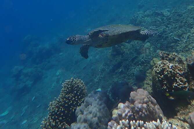 Wonderful Snorkeling Trip From Manila! Updated *** - Personalized Experience for Small Groups