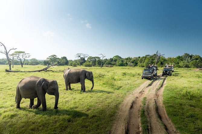 Yala Full Day Leopard Safari Tour With Picnic Lunch - Inclusions of the Tour