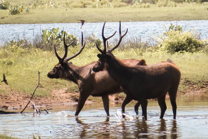 Yala National Park Private Safari - Excluded From the Package