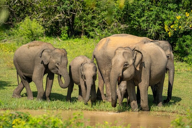 Yala National Park Safari |From Hambantota Port (Shore Excursion) - Safari Experience Details