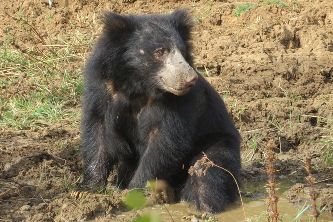 Yala National Park Safari Tour From Hambantota Port - Inclusions and Requirements