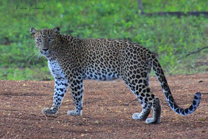 Yala Safari Private Day Tours in Yala National Park - Inclusion in Yala Safari Tours