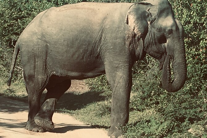 Yala Safari Tours From Yala/Thissamaharamaya/Hambantota - Tour Highlights and Activities