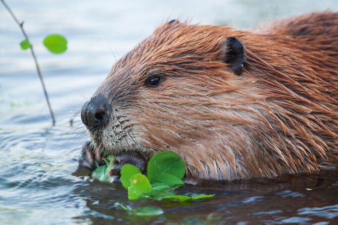 Yellowstone Wildlife Safari From Bozeman - Private Tour - Inclusions and Amenities