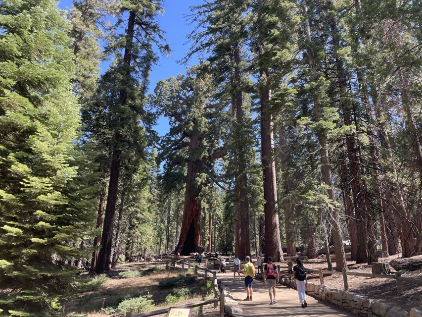 Yosemite, Giant Sequoias, Private Tour From San Francisco - Tour Highlights