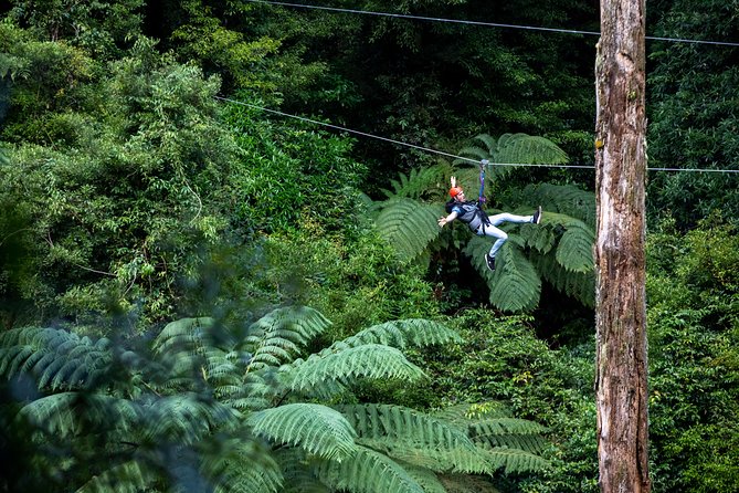Ziplining Forest Adventure - The Original Canopy Tour Rotorua - Unique Experience Highlights