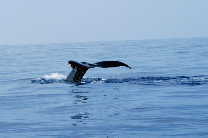 Zodiac Raft Whale Watching Adventure - Itinerary Highlights