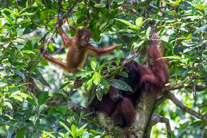 2D1N Sandakan Private Tour With Kinabatangan River Cruise - Key Points