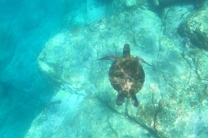 3 Hour Kayak and Snorkeling Experience in Tenerife - Experience Overview
