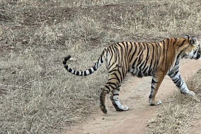 08 Days Golden Triangle Tour With Ranthambore and Jhalana Safari - Pricing Information